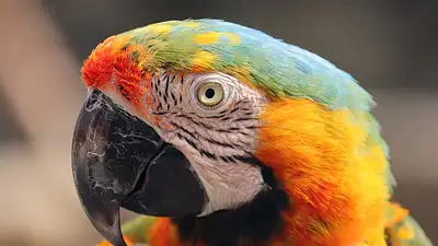 Hodowla pawi – czy to opłacalny biznes w 2025?