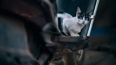 Prawo jazdy A2 – motocykle, pojemność i wymagania 2025