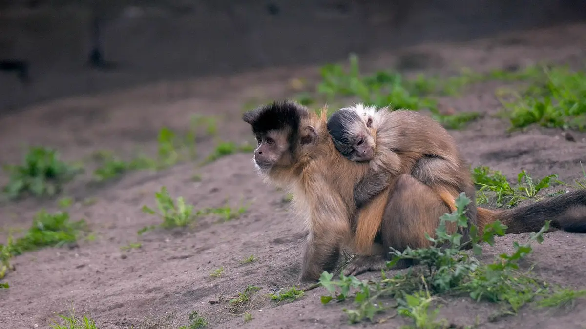 Urlop wychowawczy: kiedy pracodawca może odmówić?