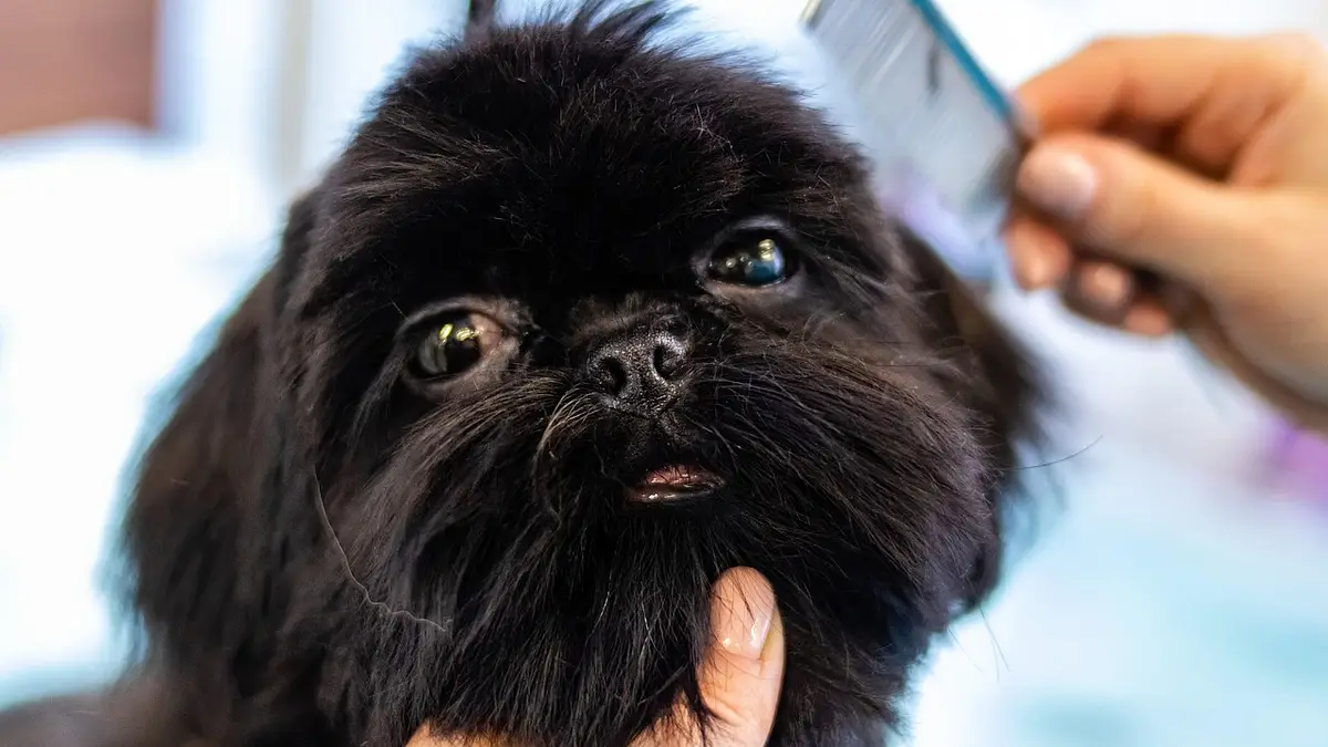 Zarobki technika weterynarii w Polsce – ile można zarobić?