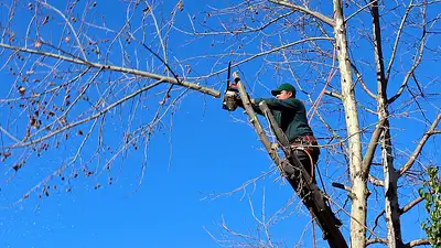 Ile zarabia drwal w Polsce? Zarobki i perspektywy 2025