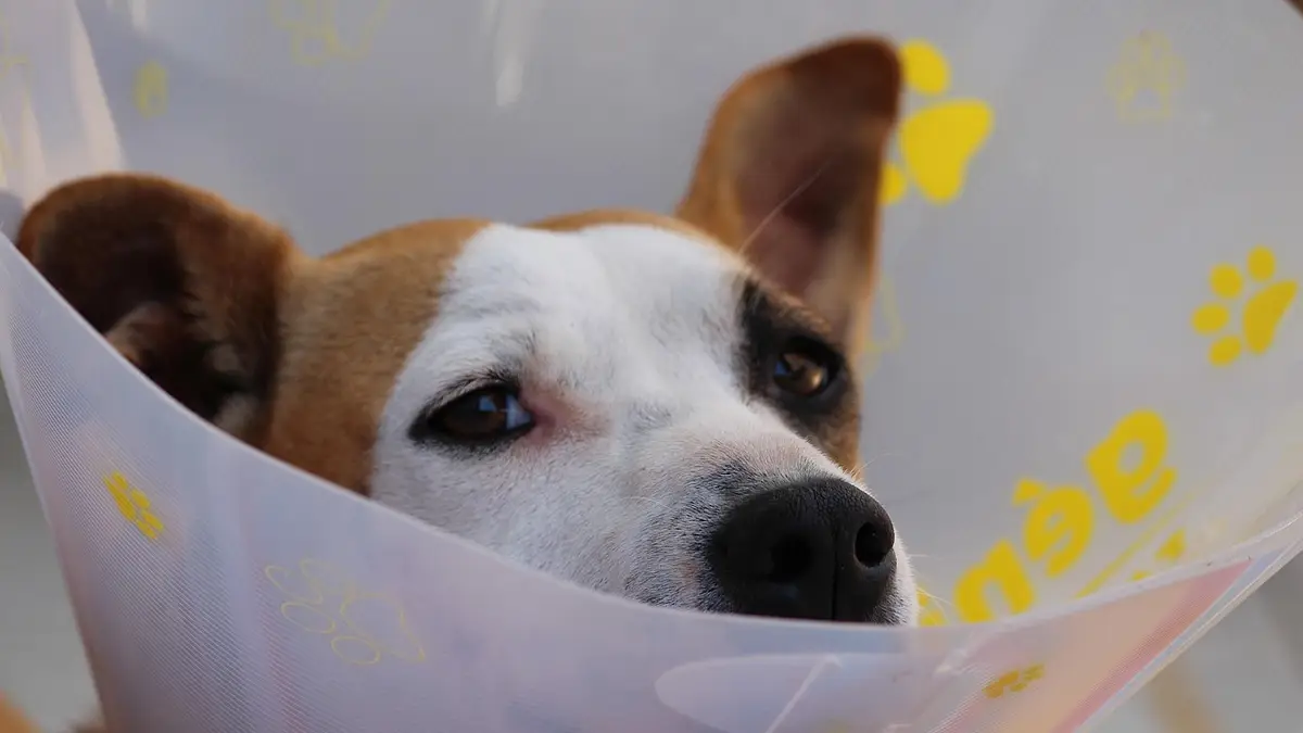 Ile zarabia weterynarz w Polsce? Zarobki i czynniki wpływają