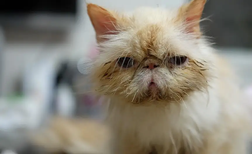 Zawod weterynarz jak zostac weterynarzem