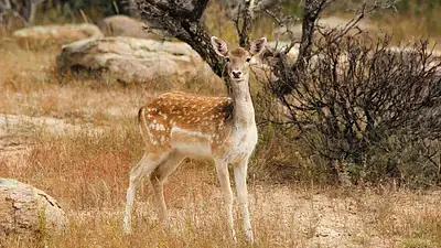 Opłacalność hodowli danieli – czy warto inwestować?