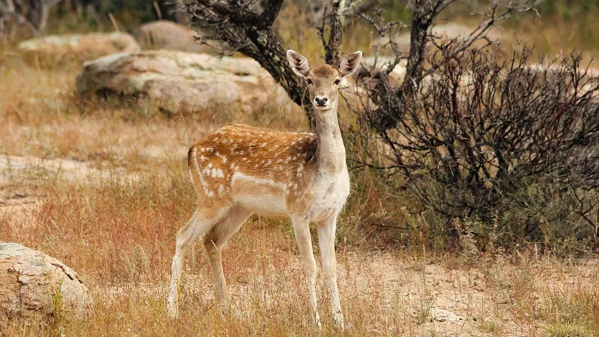 Opłacalność hodowli danieli – czy warto inwestować?