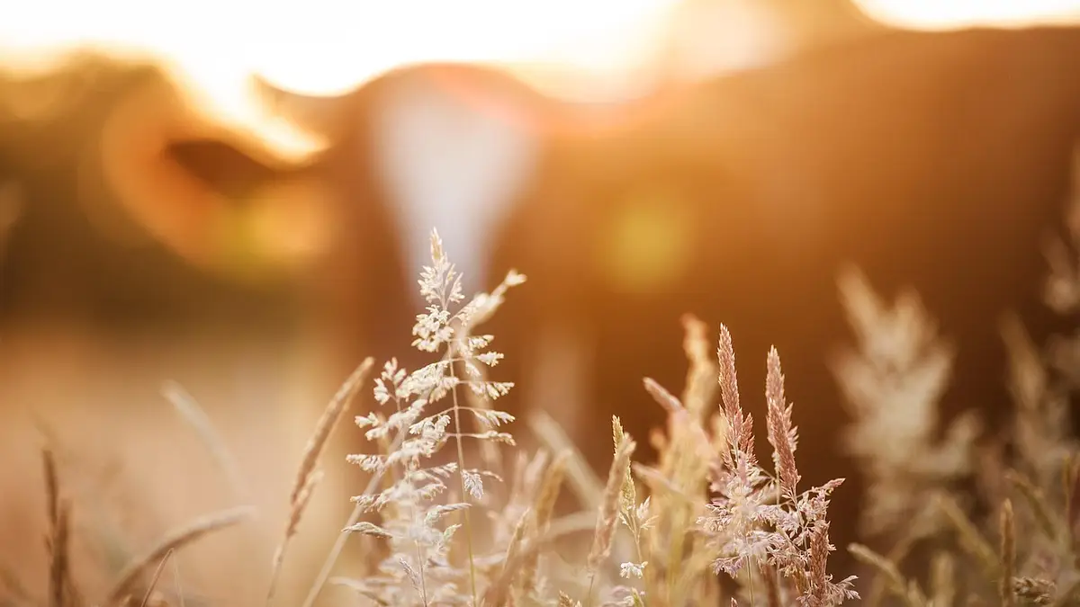 Hodowla perliczek – opłacalność, koszty i zyski biznesu na w