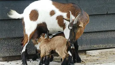 Ile zarabia nauczyciel w przedszkolu? Średnie zarobki 2025