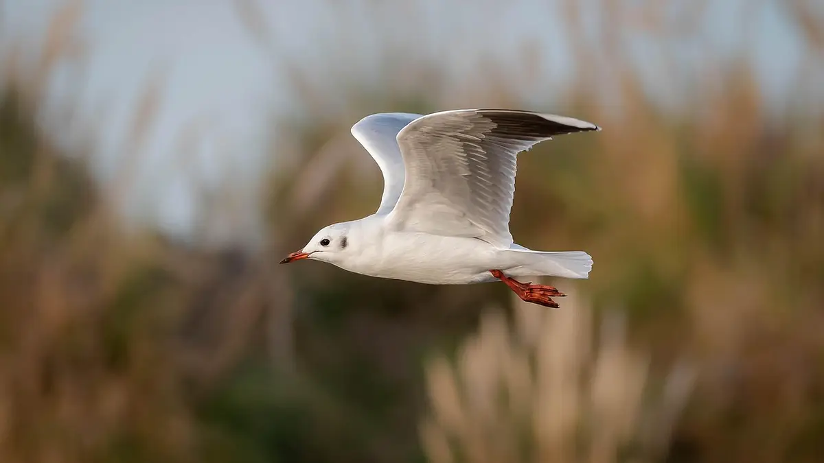 Ile kosztuje licencja pilota śmigłowca? Kompletny przewodnik