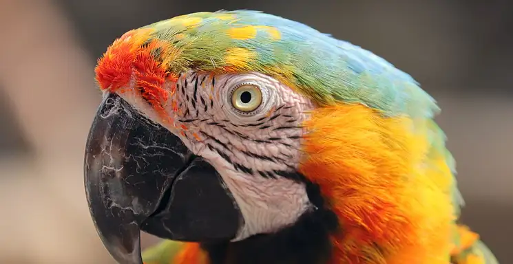 Hodowla pawi – opłacalność i porady dla początkujących