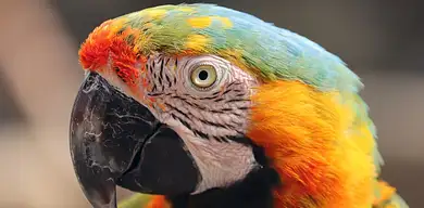 Hodowla pawi – opłacalność i porady dla początkujących