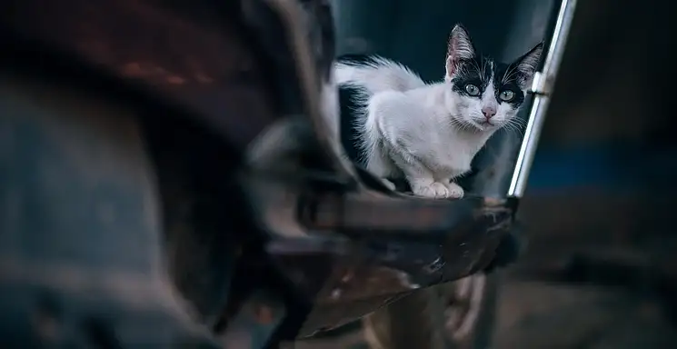 Prawo jazdy A2: jaka pojemność i motocykle