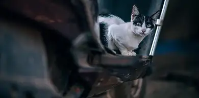 Prawo jazdy A2: jaka pojemność i motocykle