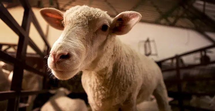 Hodowla królików - opłacalność, forum, opinie