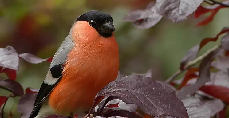 Ile zarabia polityk? Średnie zarobki