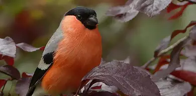 Ile zarabia polityk? Średnie zarobki