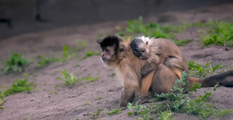 Czy pracodawca może odmówić urlopu wychowawczego?
