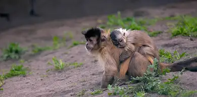 Czy pracodawca może odmówić urlopu wychowawczego?