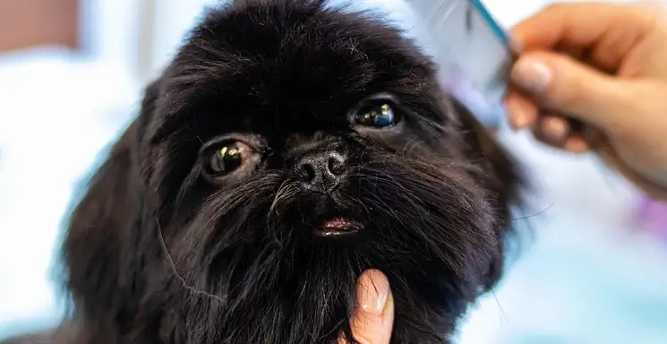 Ile zarabia technik weterynarii? Sprawdź aktualne dane