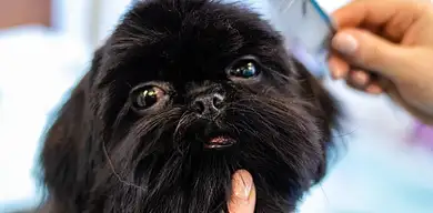 Ile zarabia technik weterynarii? Sprawdź aktualne dane