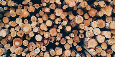 Jak zarobić na prywatnym lesie? Praktyczne metody