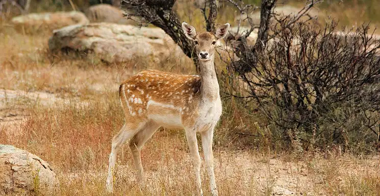 Hodowla danieli – opłacalność i opinie