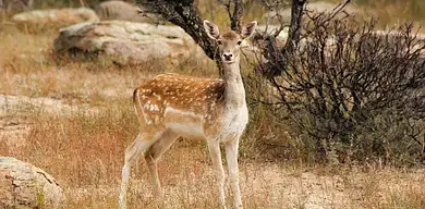 Hodowla danieli – opłacalność i opinie