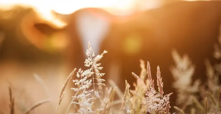 Hodowla perliczek – opłacalność i potencjalne zyski