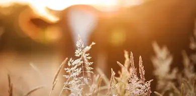 Hodowla perliczek – opłacalność i potencjalne zyski