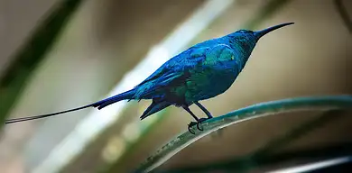 Faktura pro forma – kiedy wystawić i co zawiera?