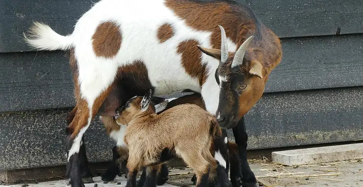 Ile zarabia nauczyciel w przedszkolu? Średnie zarobki
