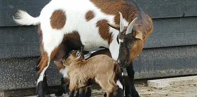 Ile zarabia nauczyciel w przedszkolu? Średnie zarobki