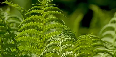 Jak usunąć duplikaty w Excelu? Szybkie metody