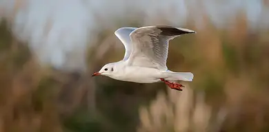Ile kosztuje licencja pilota śmigłowca? Ceny i porady